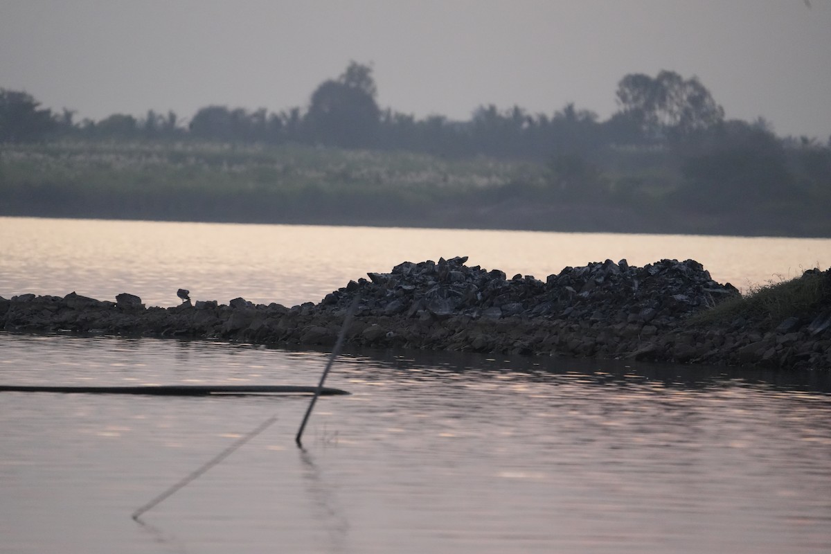 כרוון ענק - ML647269766