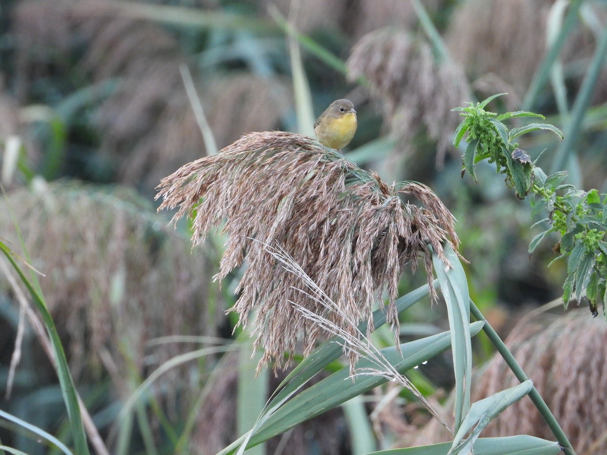 Common Yellowthroat - ML647269777