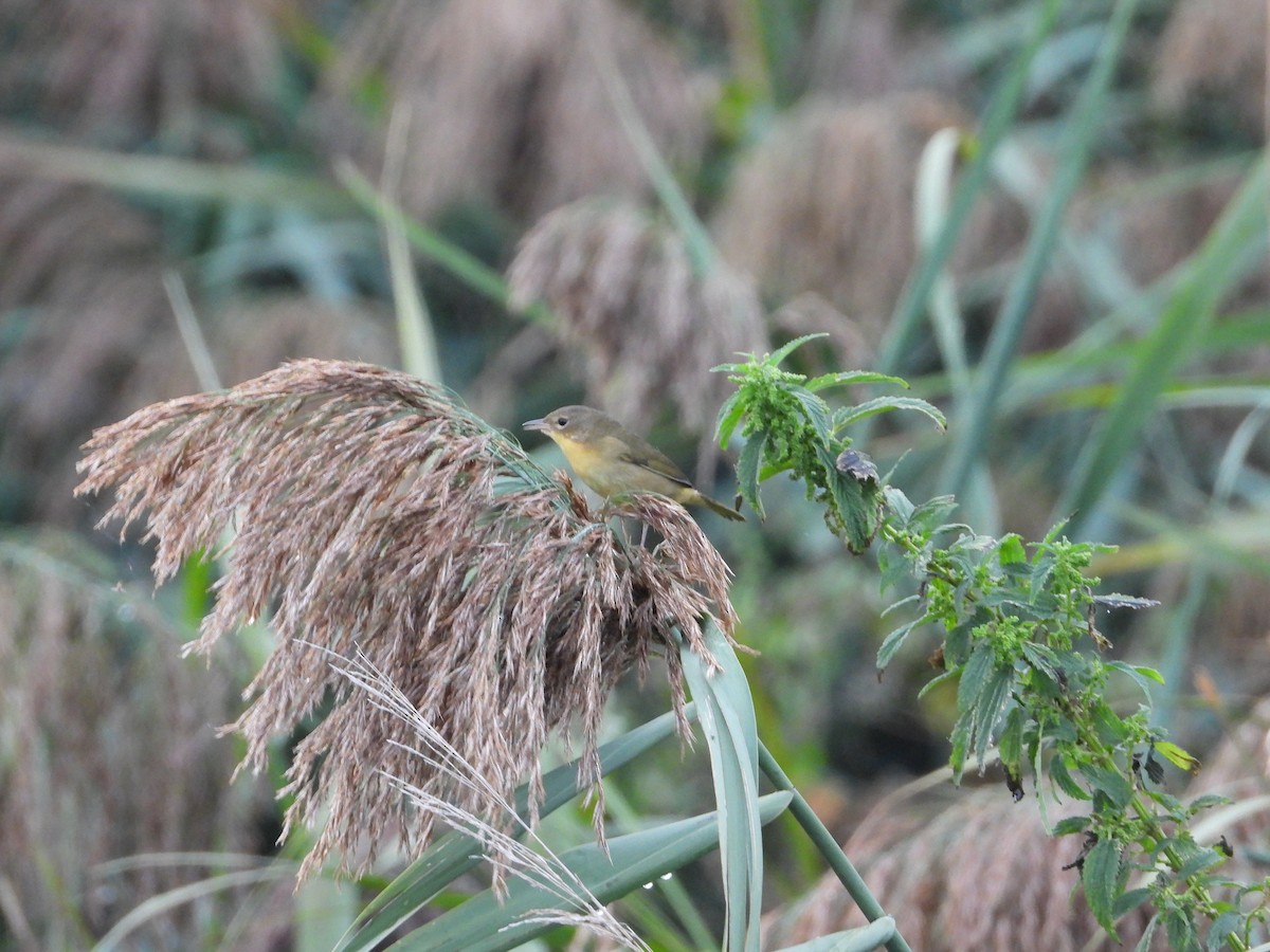 Common Yellowthroat - ML647269778