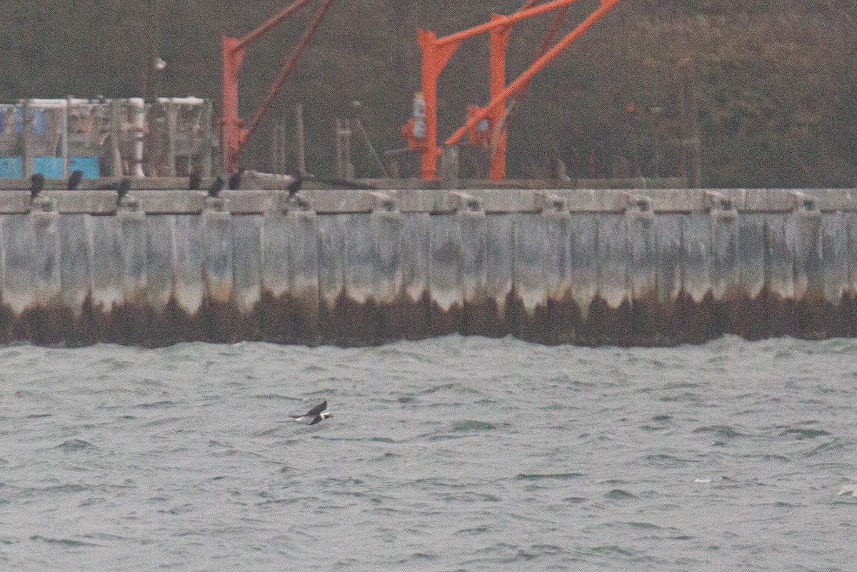 Long-tailed Duck - ML647269794