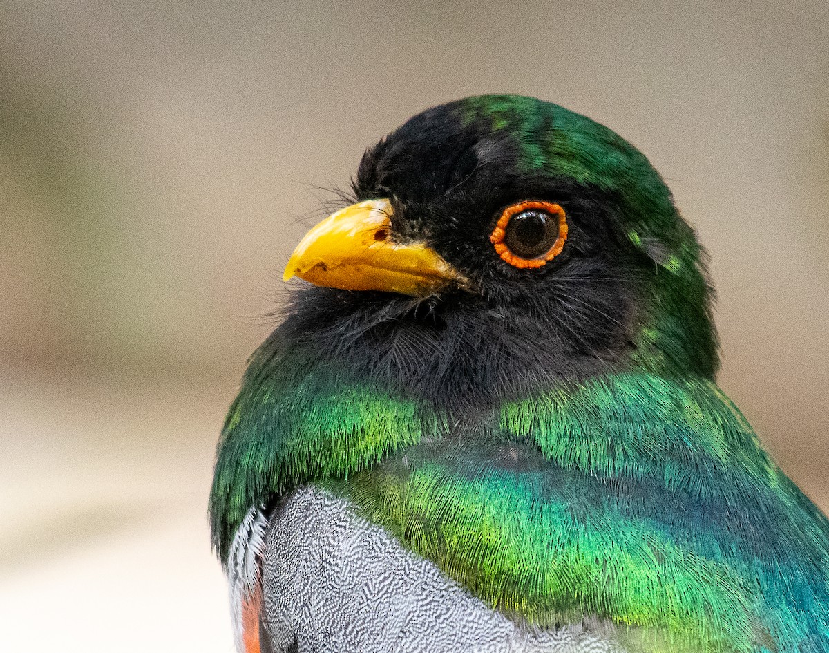 Coppery-tailed Trogon - ML647269795