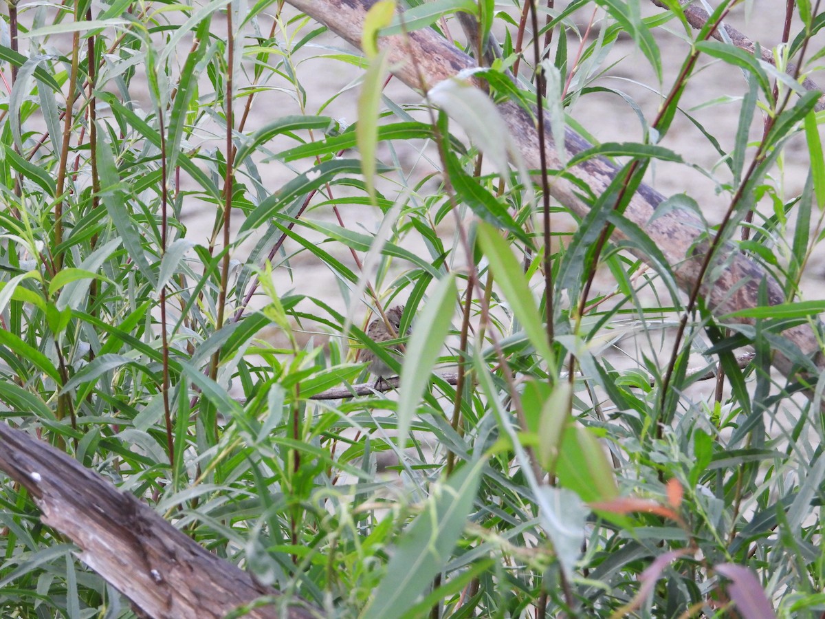 Lincoln's Sparrow - ML647269797