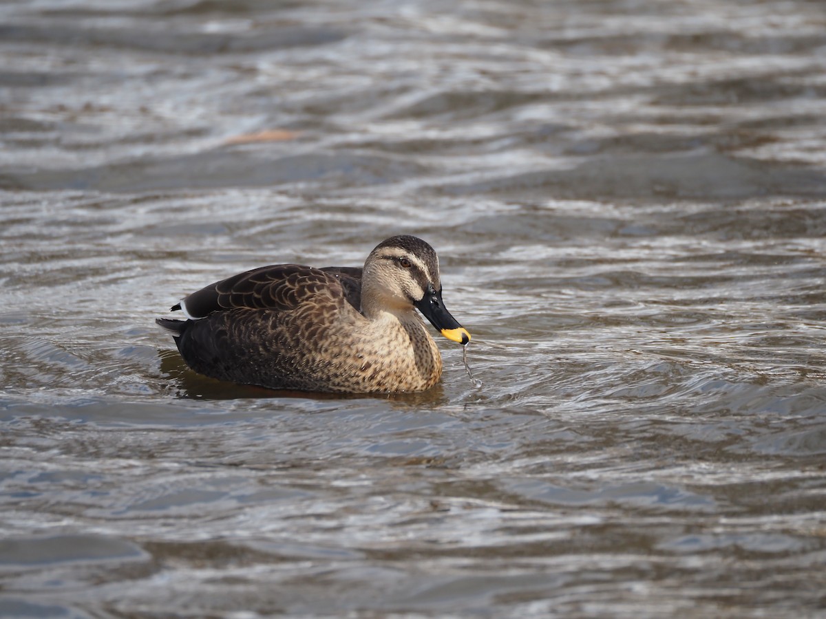 Eastern Spot-billed Duck - ML647269799