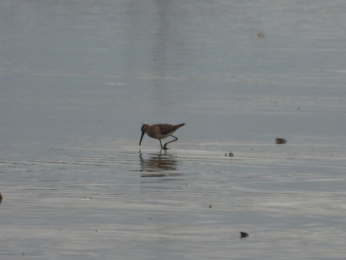 Stilt Sandpiper - ML647269800
