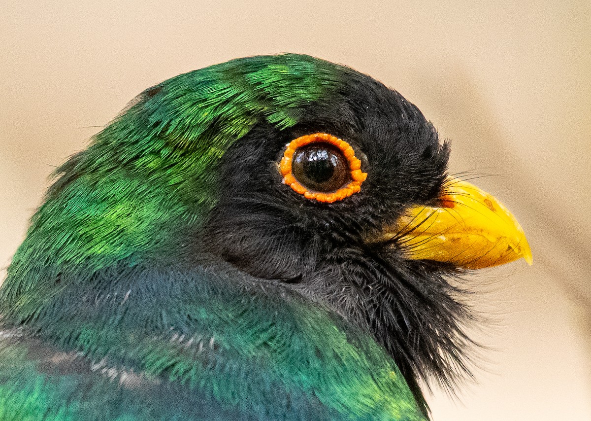 Coppery-tailed Trogon - ML647269801