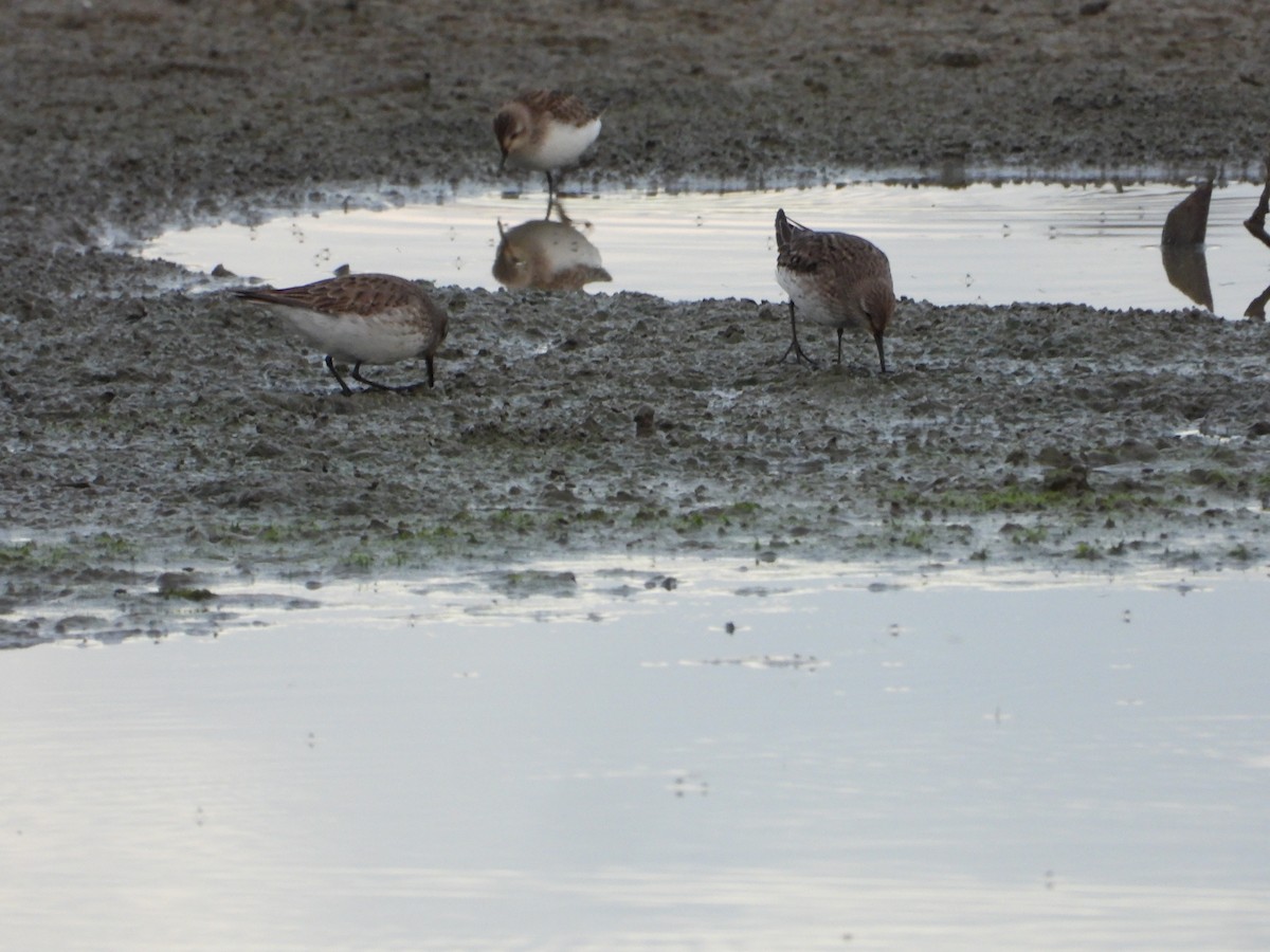 White-rumped Sandpiper - ML647269803