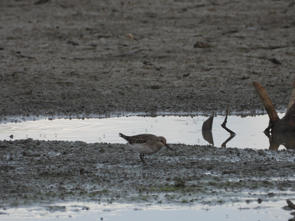White-rumped Sandpiper - ML647269804
