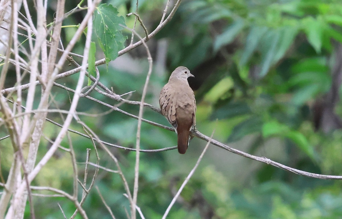 Plain-breasted Ground Dove - ML647269807