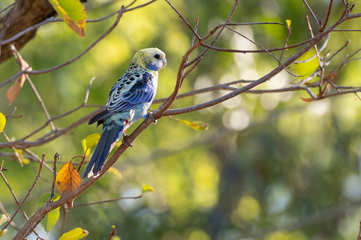 ホオアオサメクサインコ - ML647269810