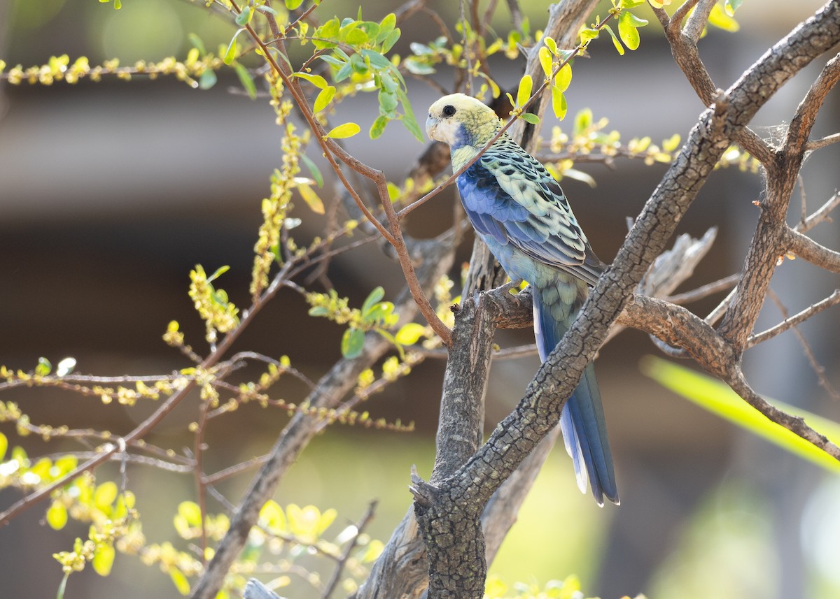 ホオアオサメクサインコ - ML647269811