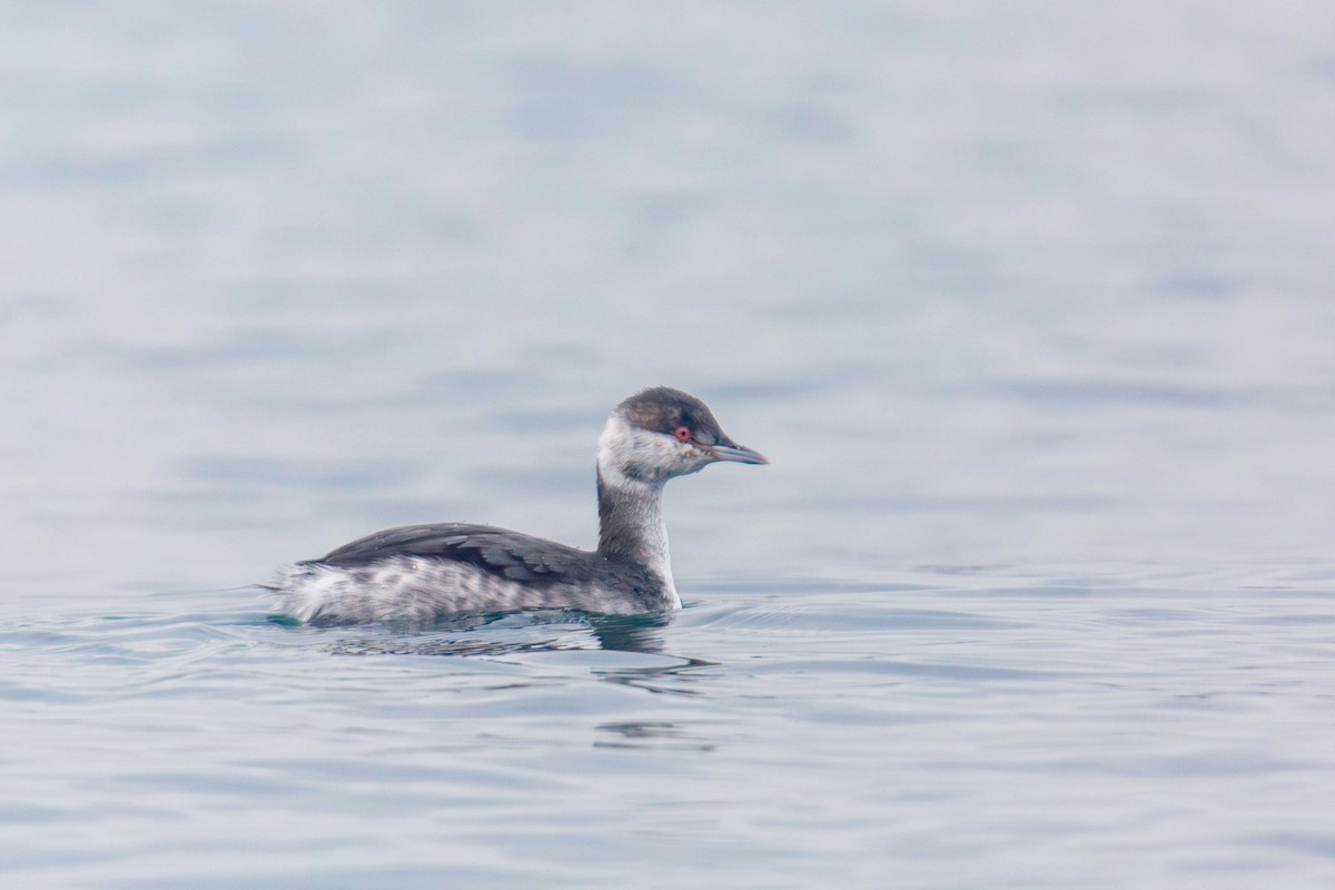 Horned Grebe - ML647269812