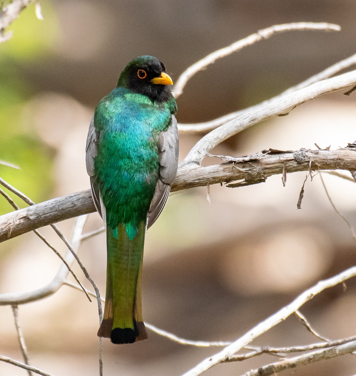 Coppery-tailed Trogon - ML647269814