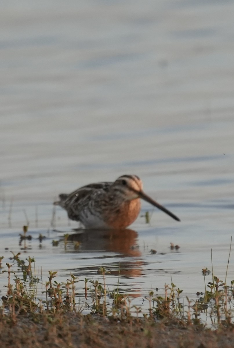 Common Snipe - ML647269815