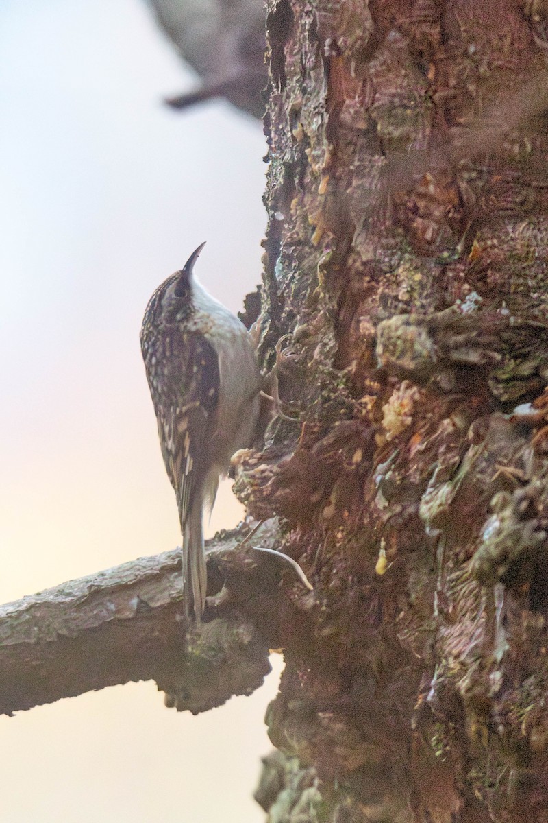 Brown Creeper - ML647269816
