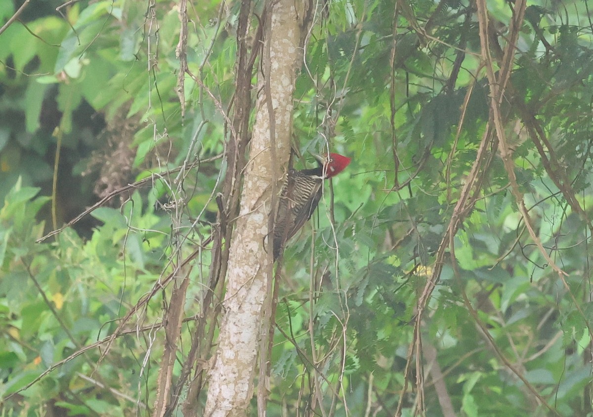 Crimson-crested Woodpecker - ML647269820