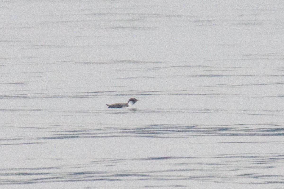 Ancient Murrelet - ML647269821