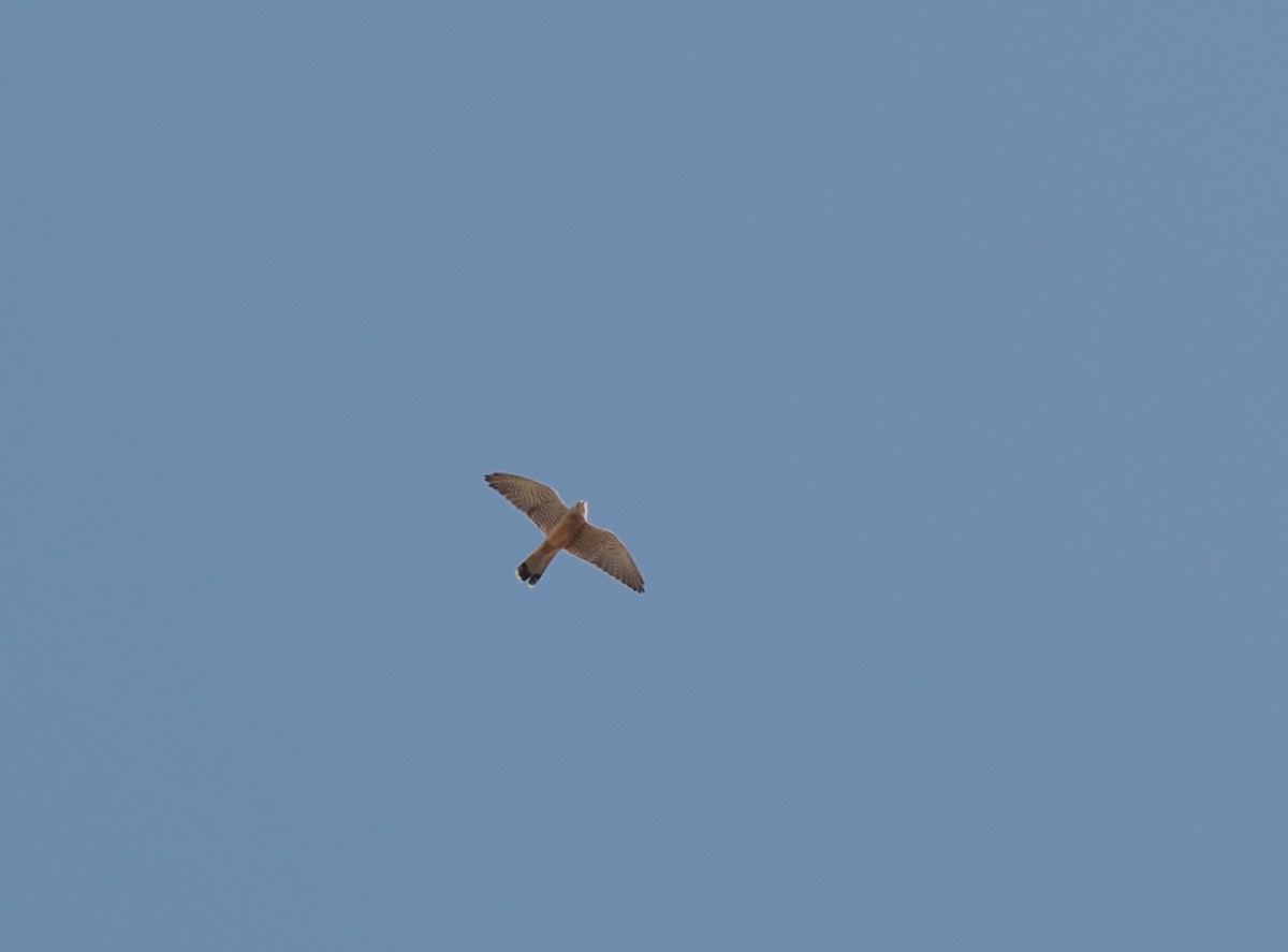 Eurasian Kestrel - ML647269822
