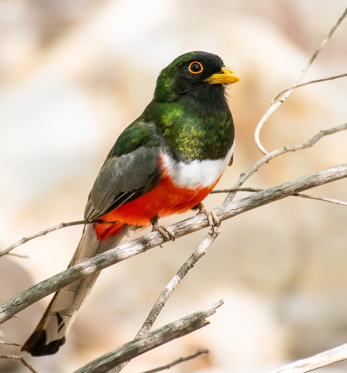 Coppery-tailed Trogon - ML647269823