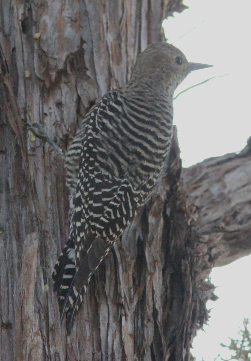 Williamson's Sapsucker - ML647269824