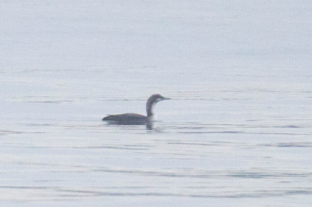 Pacific Loon - ML647269826