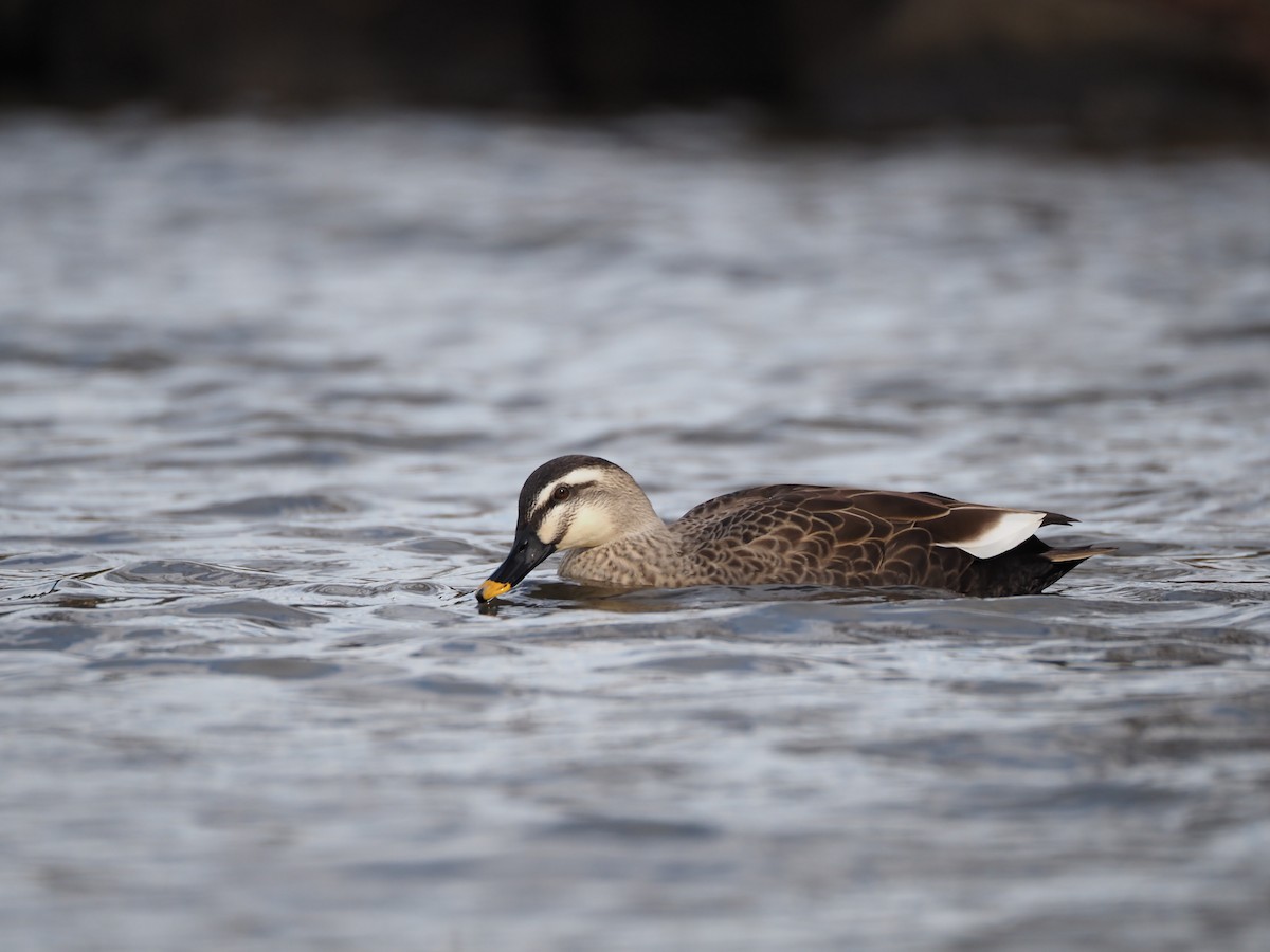 Eastern Spot-billed Duck - ML647269827