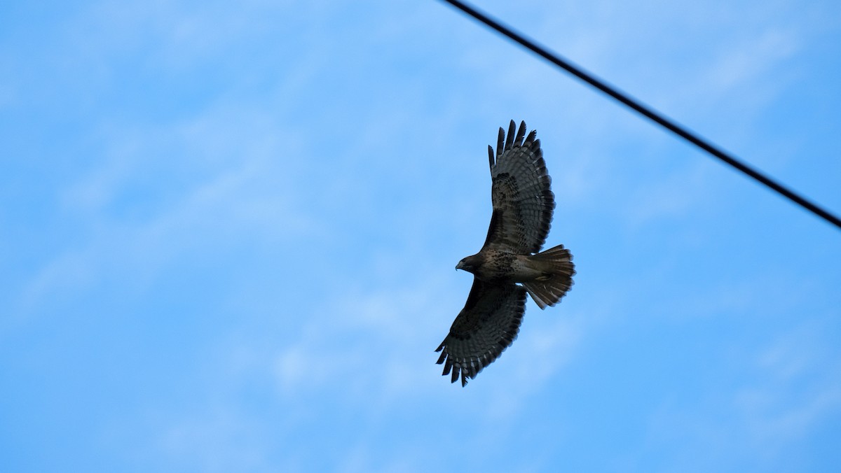 Red-tailed Hawk - ML647269828
