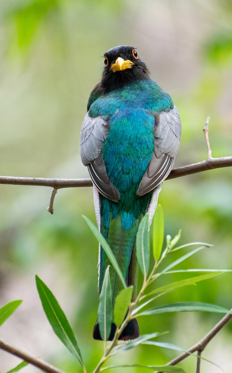 Coppery-tailed Trogon - ML647269829