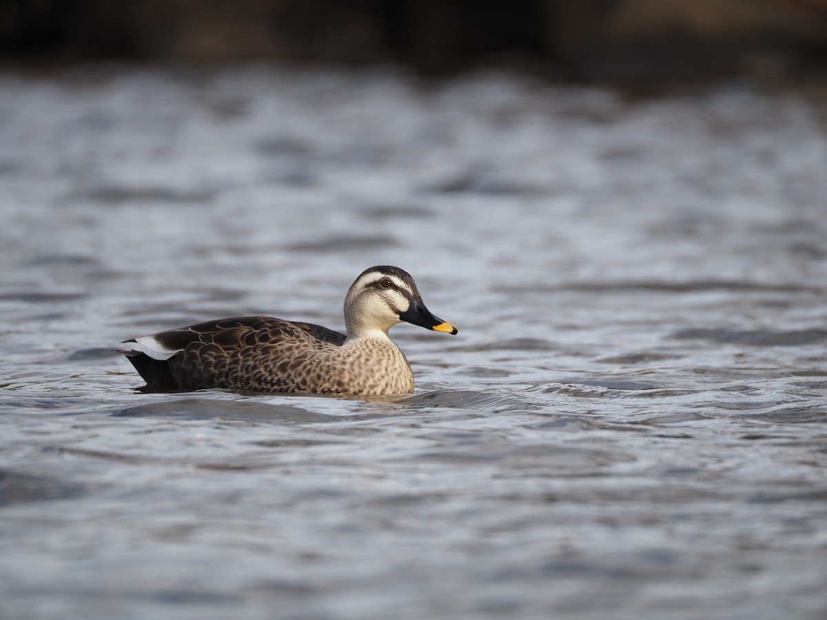Eastern Spot-billed Duck - ML647269830