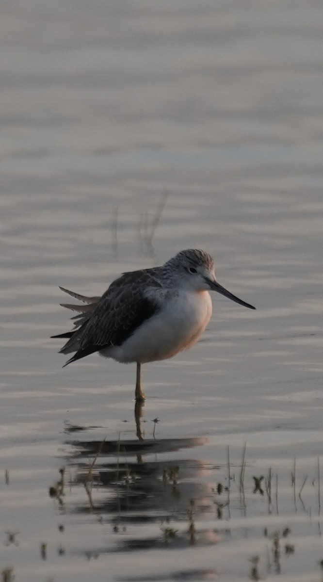 Common Greenshank - ML647269831