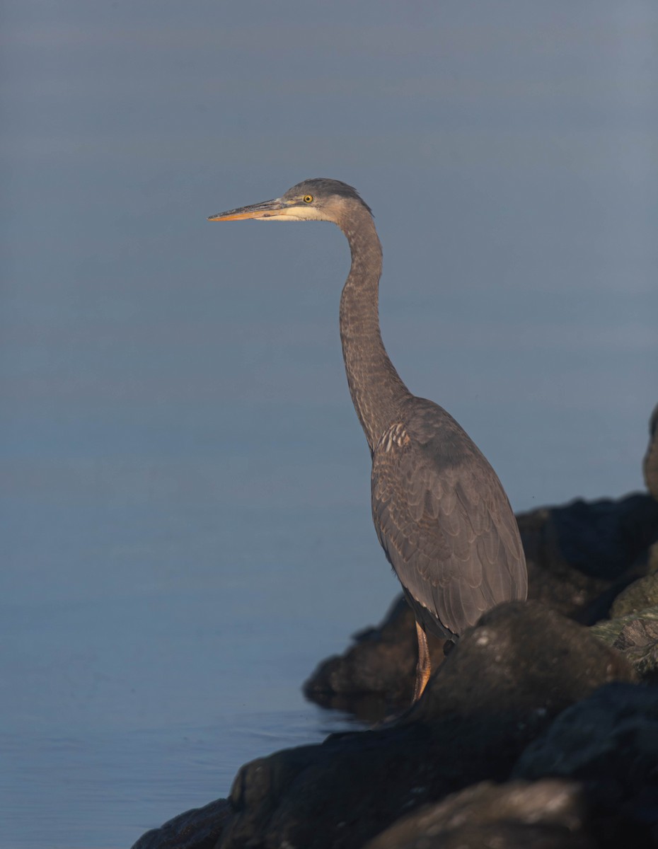 Great Blue Heron - ML647269835