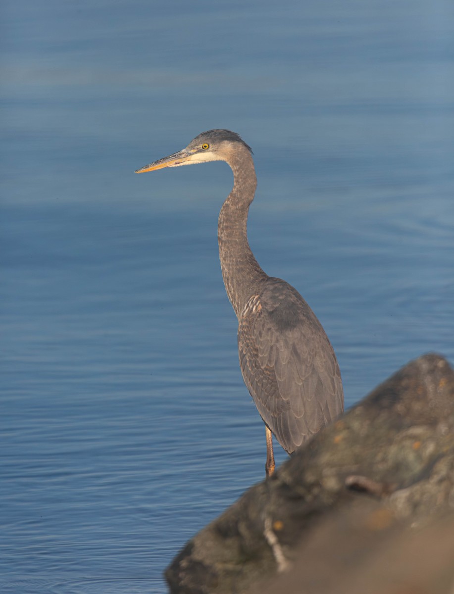 Great Blue Heron - ML647269836
