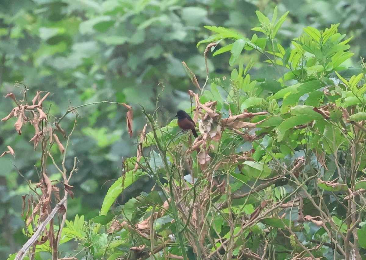 Chestnut-bellied Seed-Finch - ML647269837