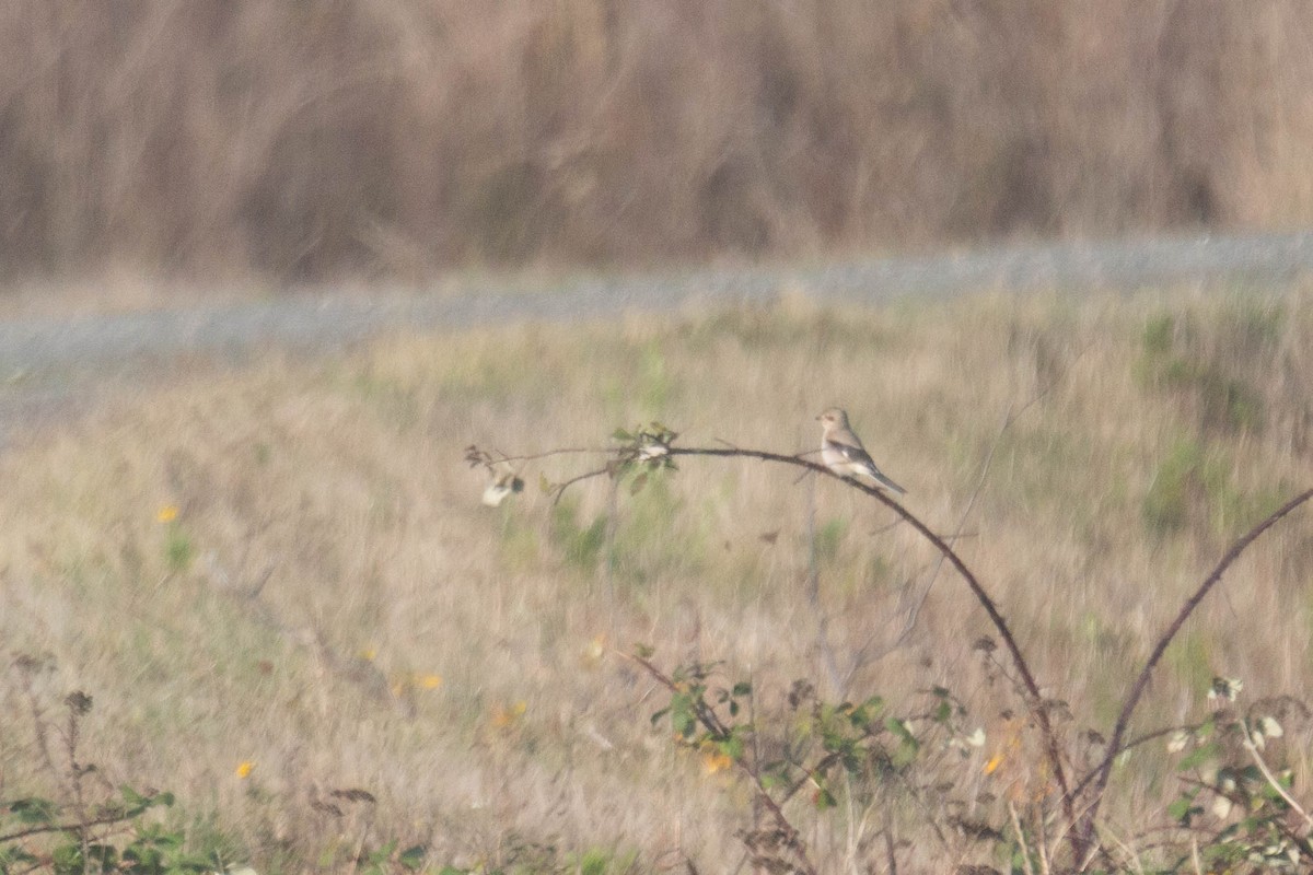 Northern Shrike - ML647269838