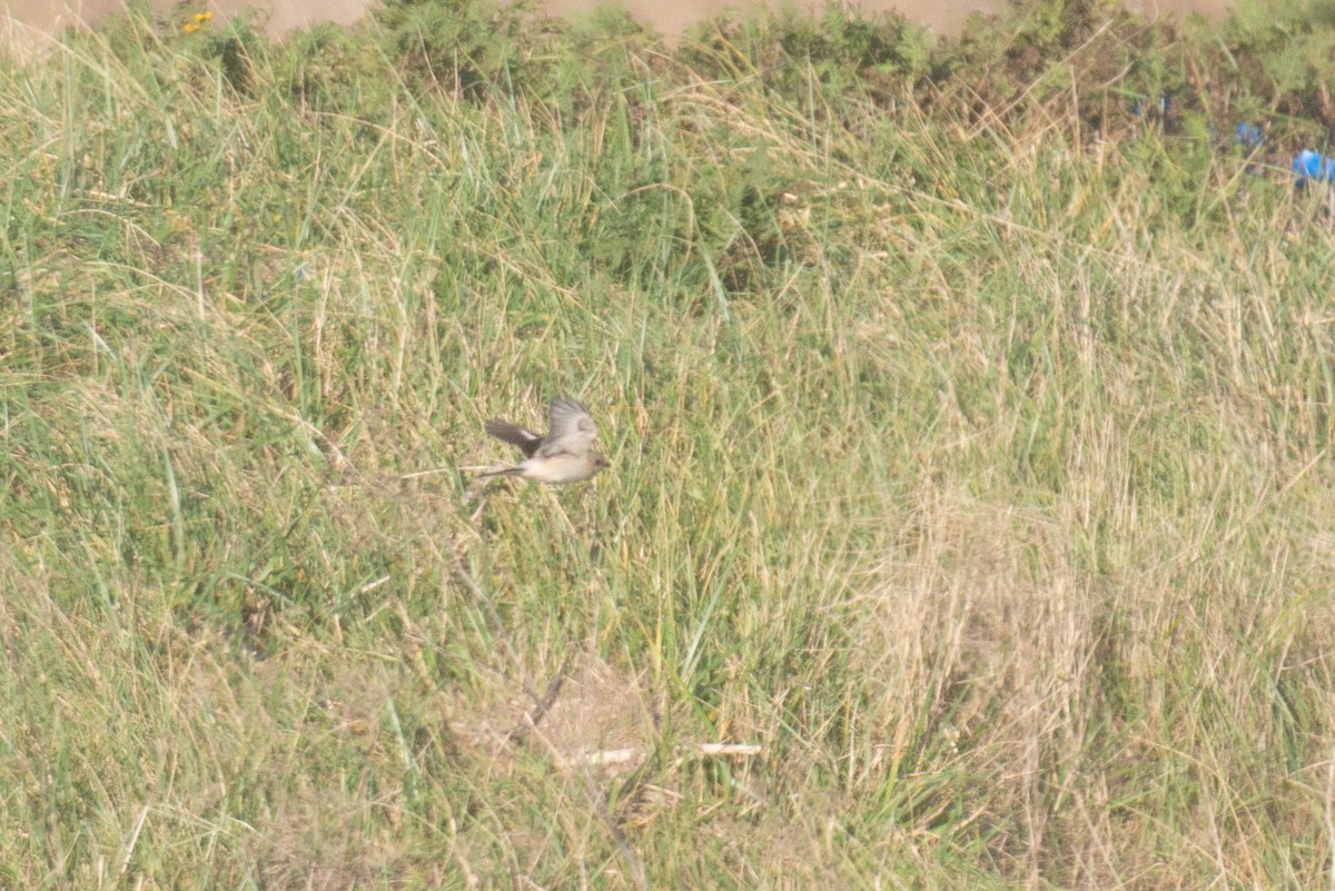 Northern Shrike - ML647269840