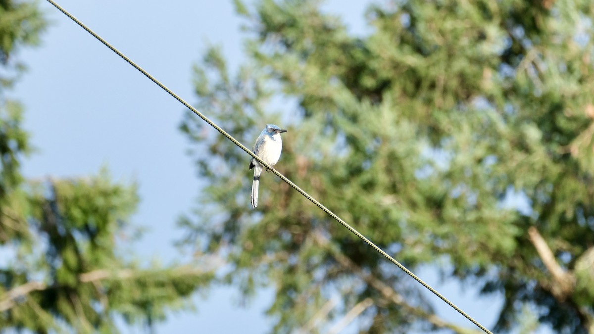 sojka západní - ML647269842