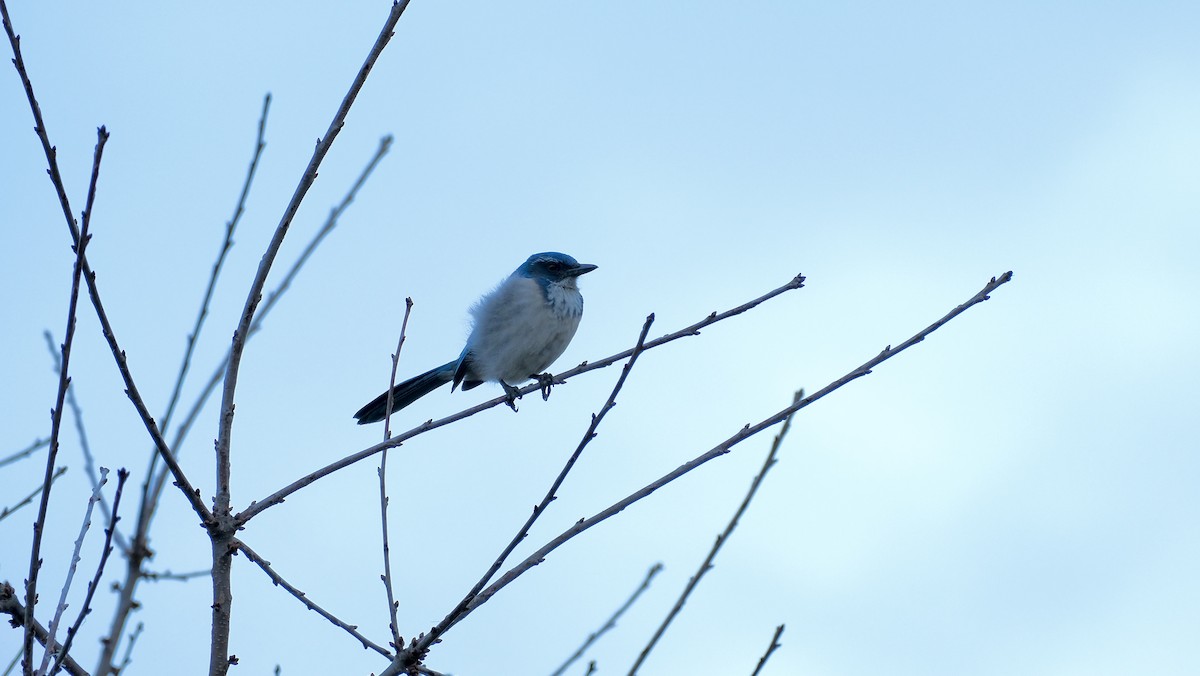 sojka západní - ML647269843