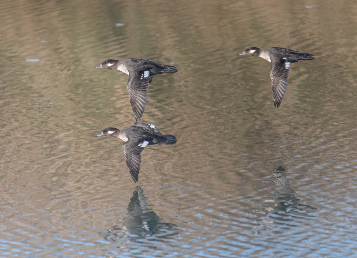 Bufflehead - ML647269844