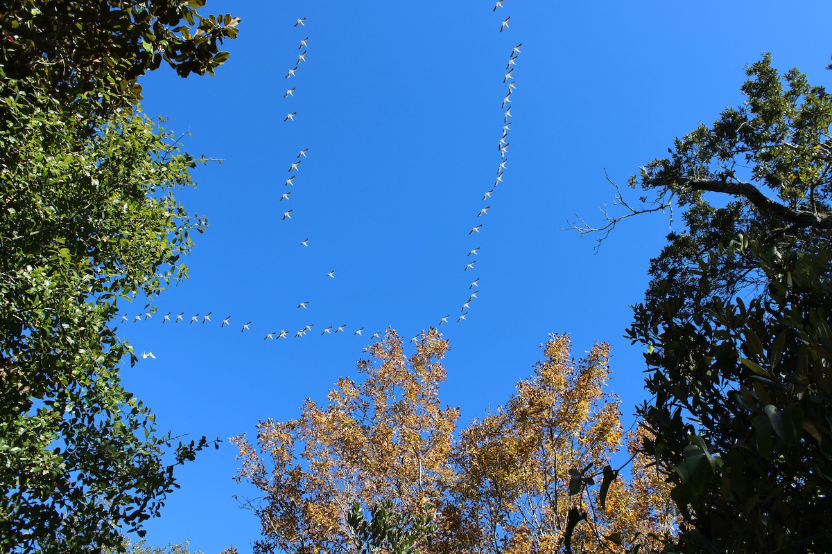 American White Pelican - ML647269851