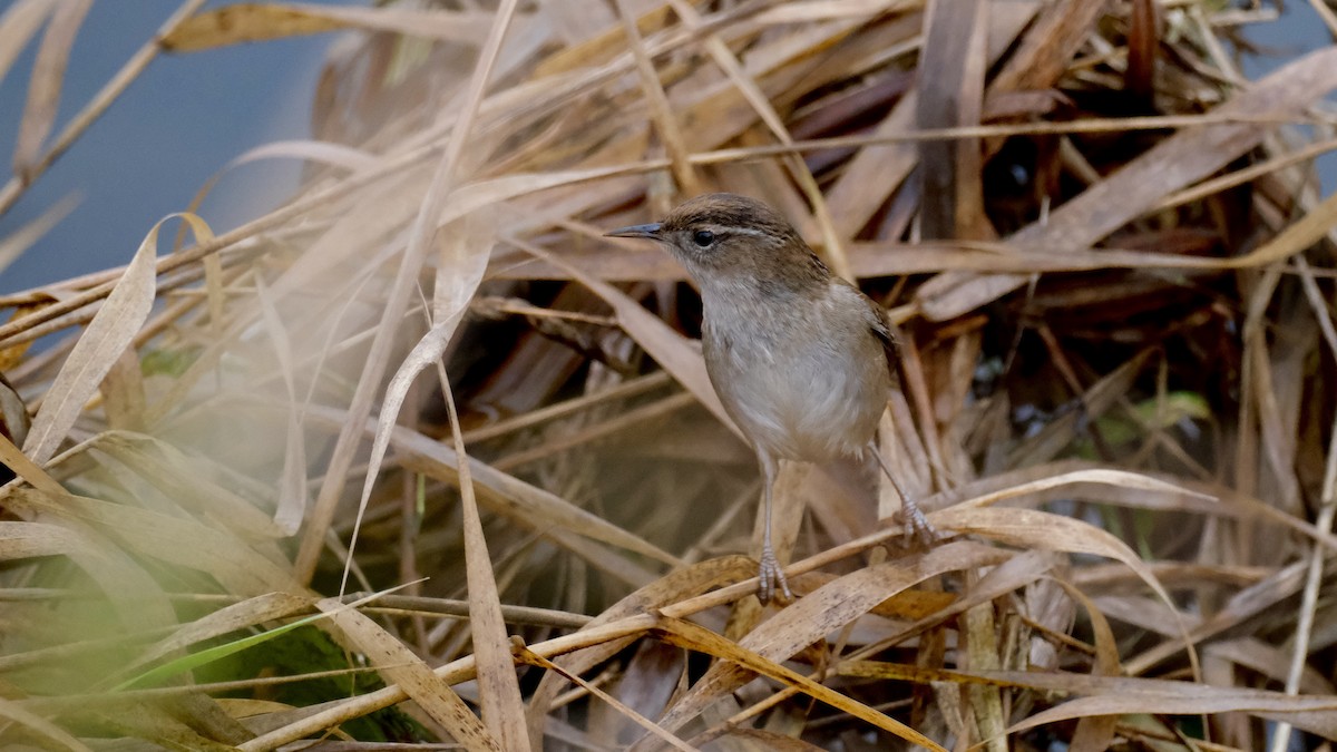 střízlík bažinný - ML647269854