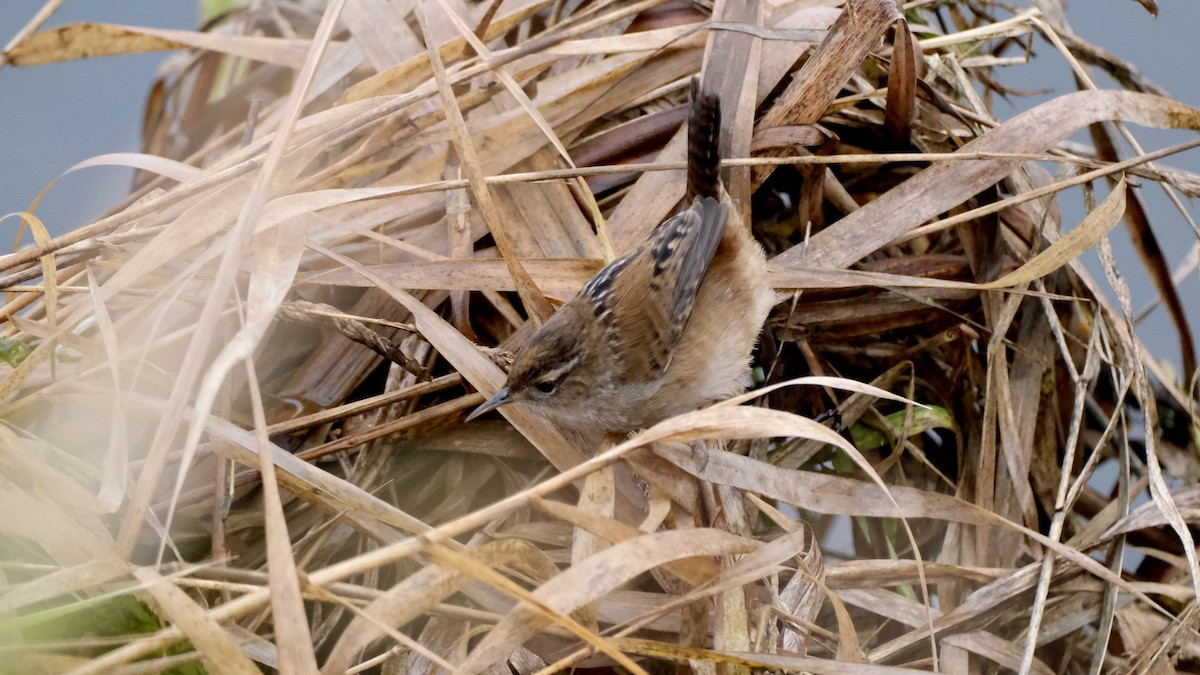 střízlík bažinný - ML647269855