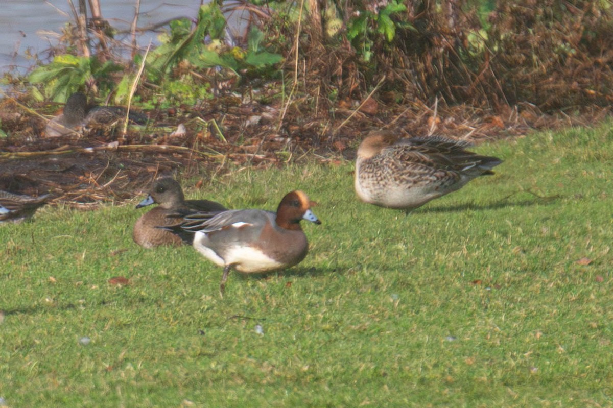 Eurasian Wigeon - ML647269861