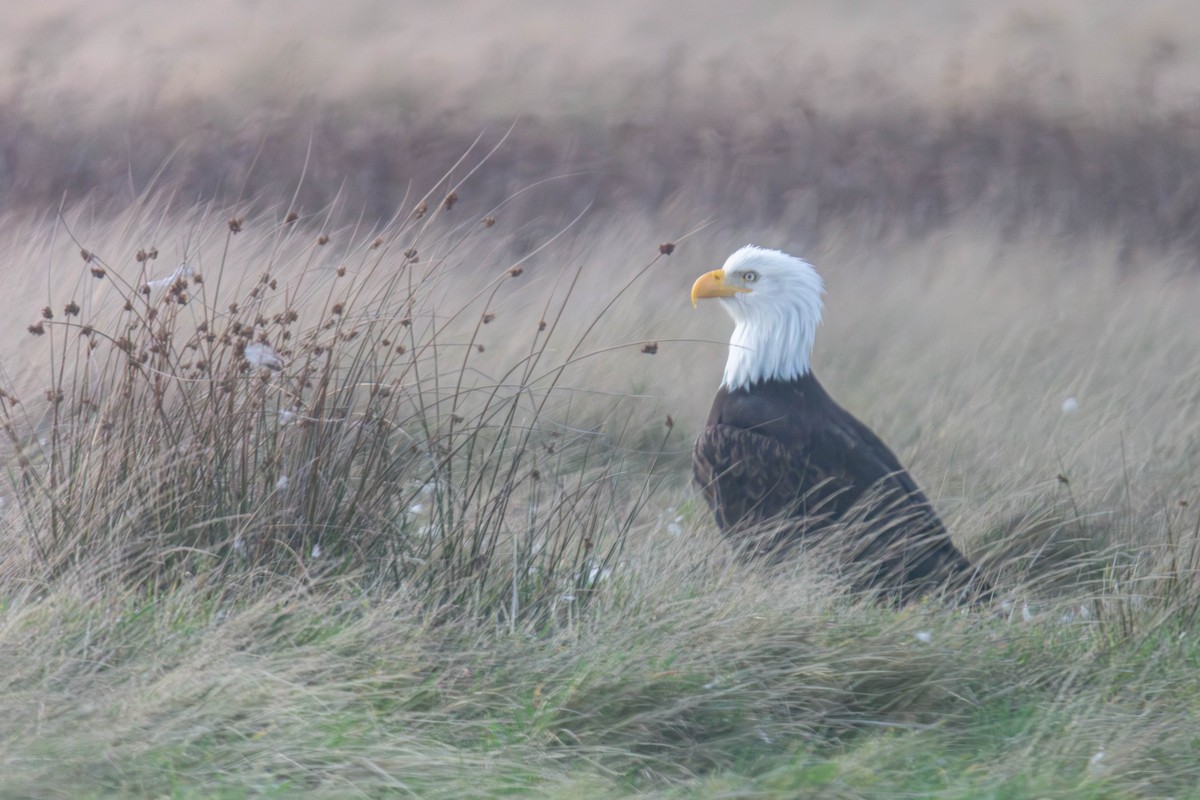 Bald Eagle - ML647269864