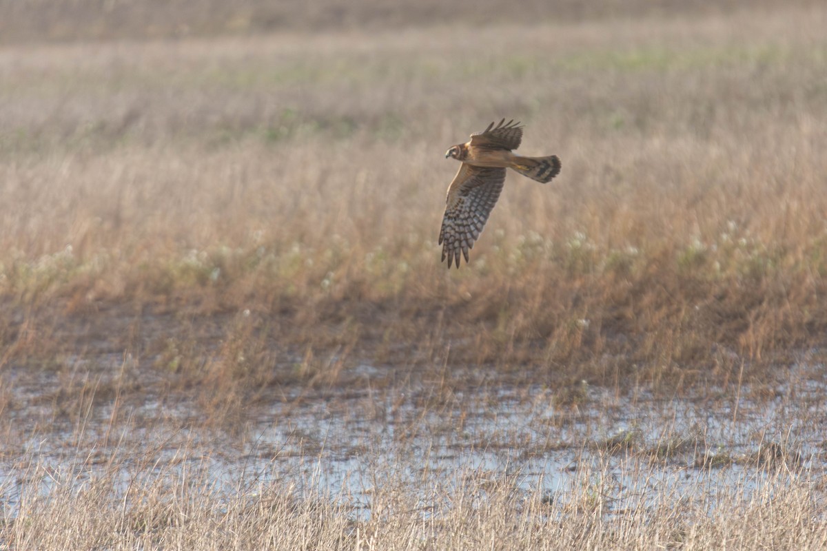 Northern Harrier - ML647269866