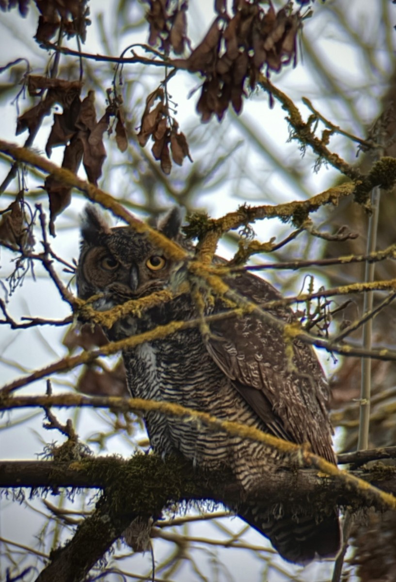 Great Horned Owl - ML647269868