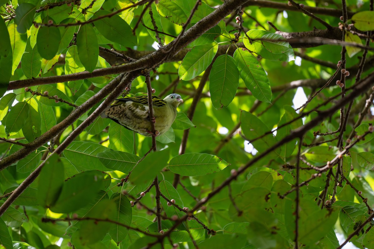 holub indomalajský - ML647269869