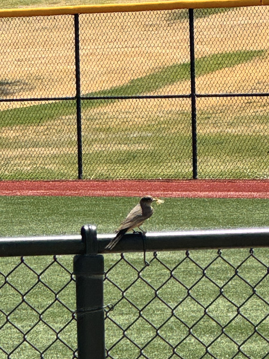 Say's Phoebe - ML647269871