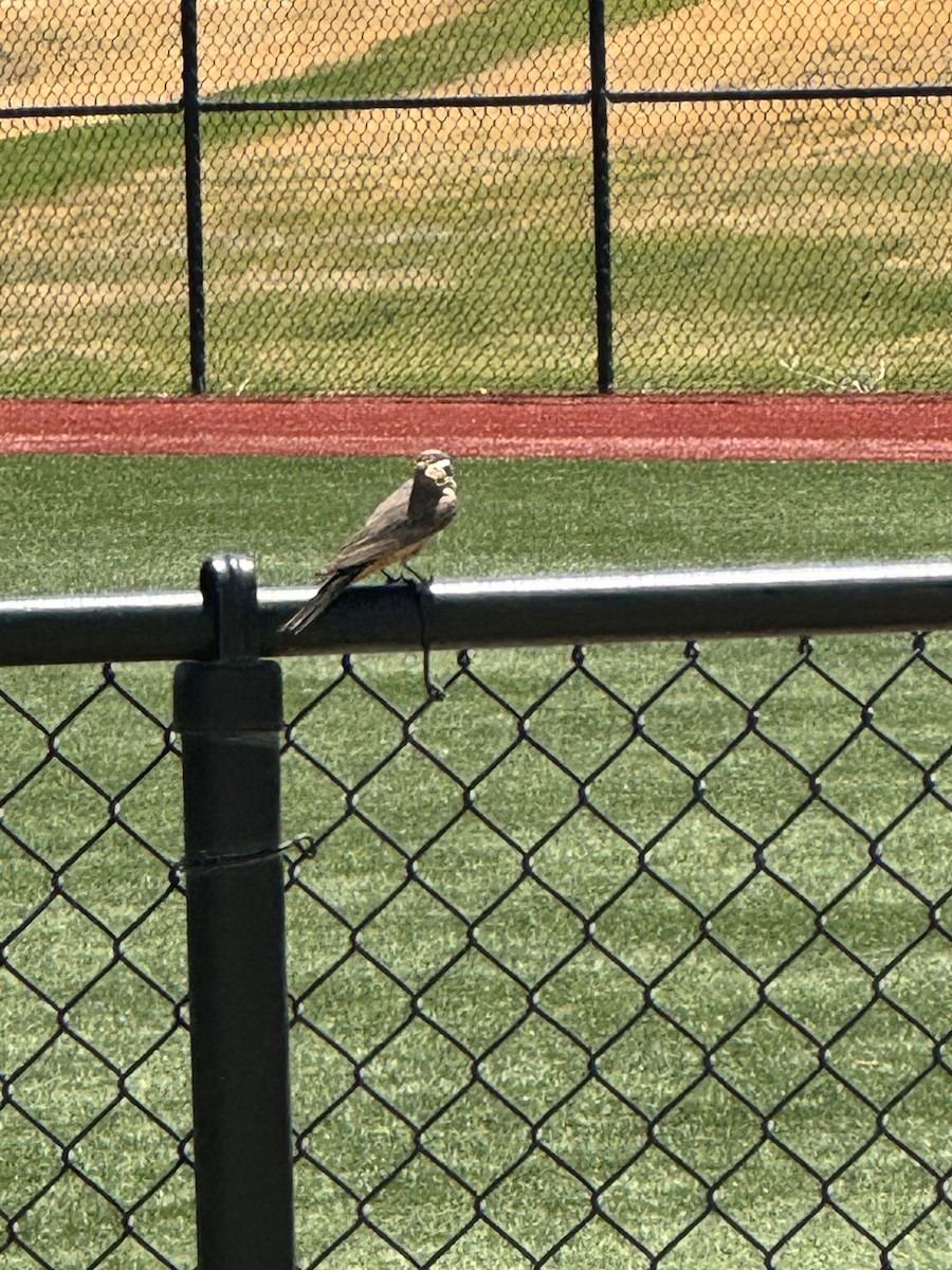 Say's Phoebe - ML647269872