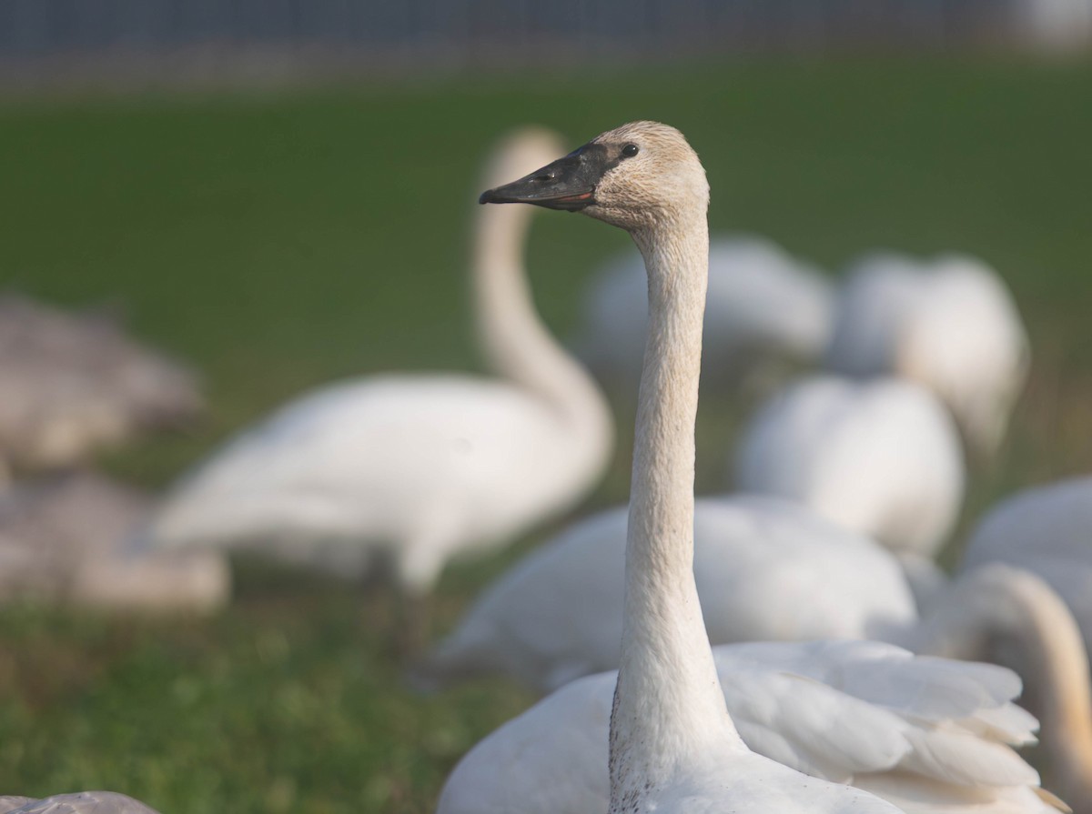 Trumpeter Swan - ML647269879