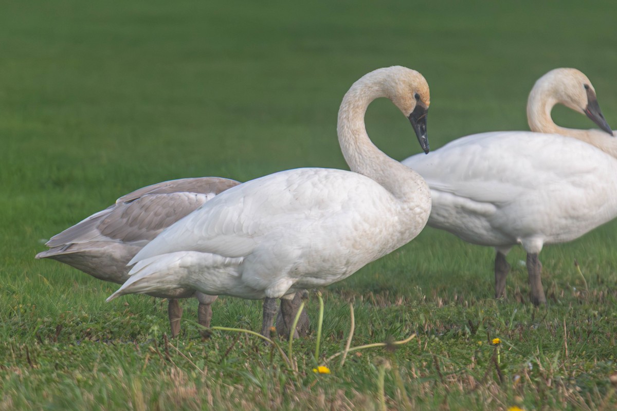 Trumpeter Swan - ML647269880