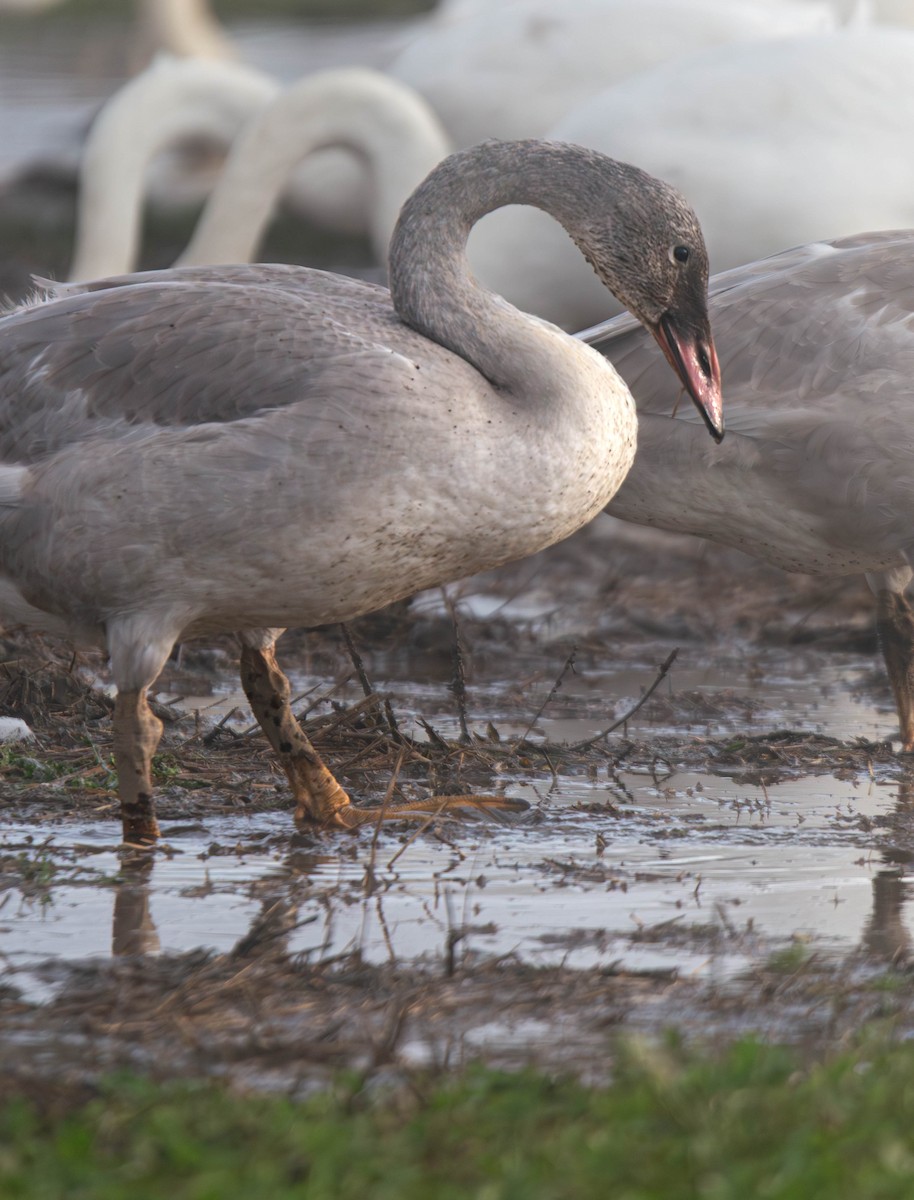 Trumpeter Swan - ML647269881